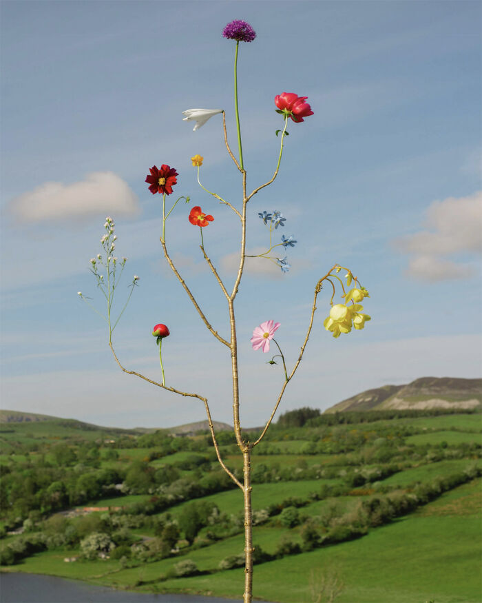 Jennifer Latour photo: intricate flower composition with colorful blooms on a branch against a serene landscape.