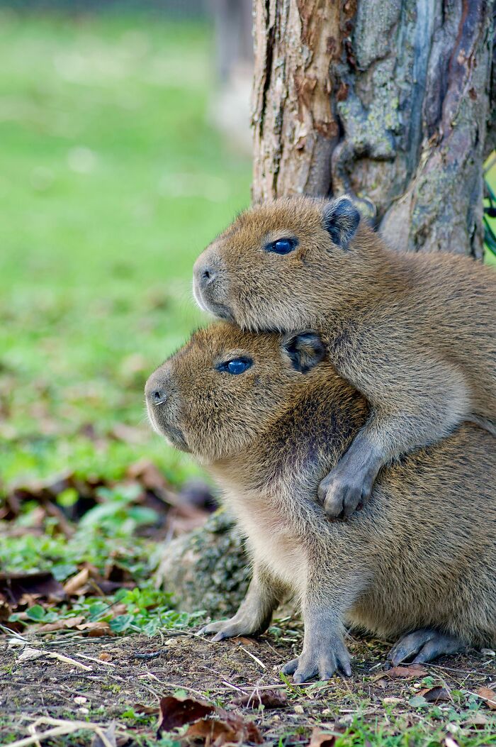 Two capybaras by a tree, one on the other's back, a winning photo from Biaza Photo Competition for animal conservation in zoos.