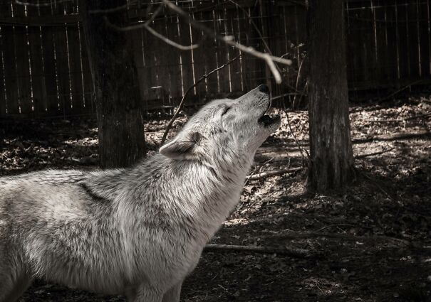 Lyra-Howl-6abb80f2344a5-1.jpg