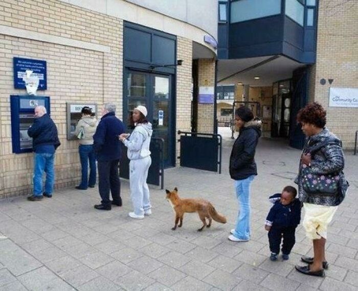 A fox stands in line with people at an ATM, an unhinged image.