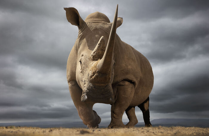A majestic rhinoceros captured in stunning wildlife photos by Björn Persson, walking across a dry landscape.