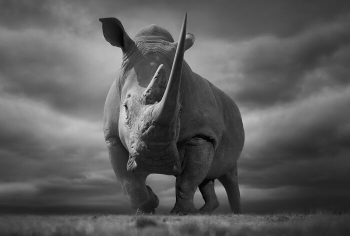 Dramatic black and white wildlife photos of a powerful rhinoceros under a cloudy sky, by Björn Persson.