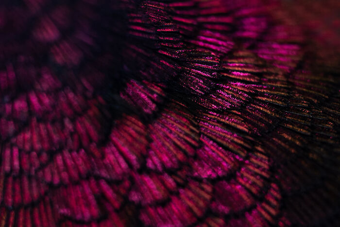 Feathers By Zoltan Toth