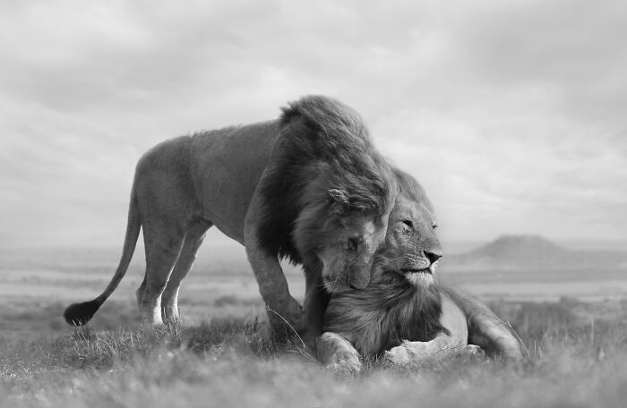 Two male lions interacting, a powerful image from Björn Persson's stunning wildlife photos in the natural world.