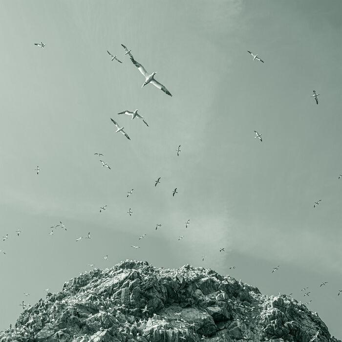 Celestial Calligraphy: Northern Gannets By Marcel Van Beek