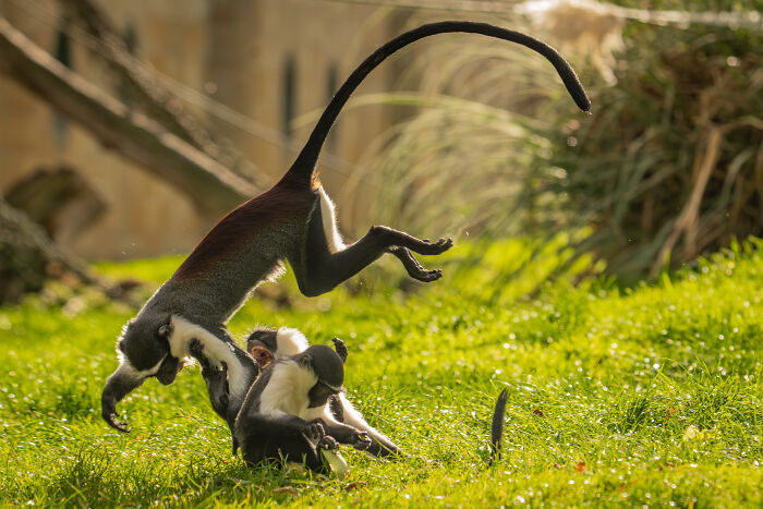 Two monkeys playing on green grass in a zoo, a winning photo from Biaza Photo Competition 2026 for animal conservation.