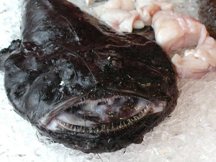 A black monkfish with its mouth wide open on ice, representing things discovered at the bottom of the ocean.