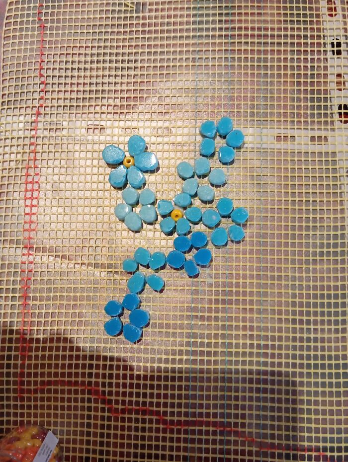 Myosotis