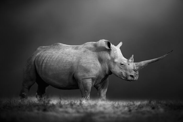 A majestic rhino in a stunning wildlife photo by Björn Persson, highlighting the natural world.