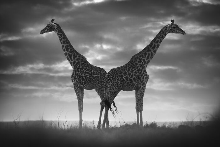 Two giraffes facing away from each other in a stunning wildlife photo by Björn Persson, showcasing the natural world.