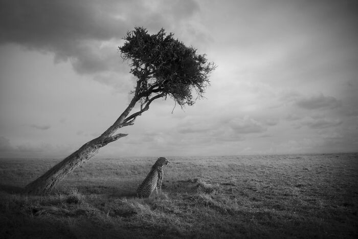 A cheetah sitting under a leaning tree in a stunning wildlife photo by Björn Persson, capturing the natural world.