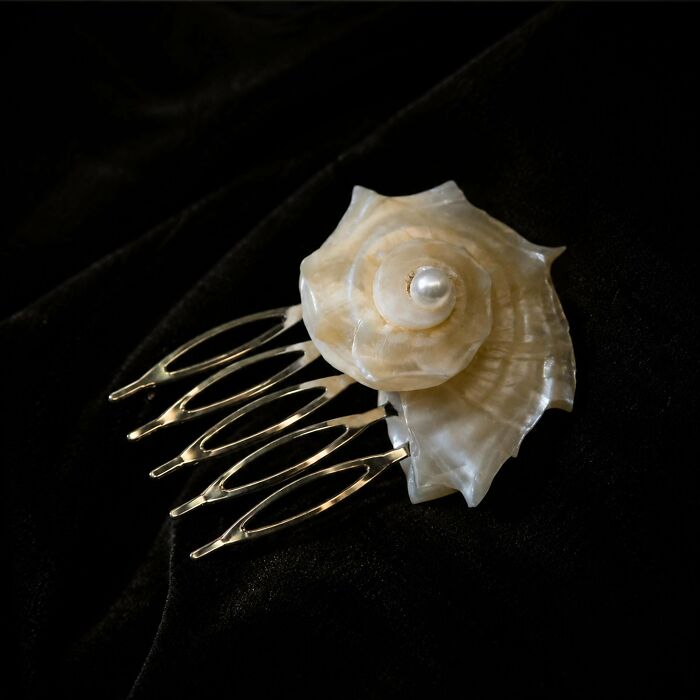 Natural Conch Shell