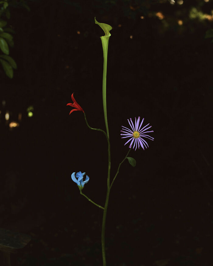 Jennifer Latour photo features an intricate flower composition of vibrant blooms against a dark, moody background.