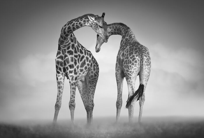 Two giraffes with their necks intertwined in a stunning wildlife photo by Björn Persson, showing the natural world.