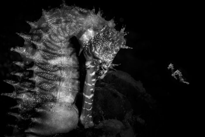 A black and white close-up of a seahorse against a dark background, a stunning image from the Ocean Photographer Awards.