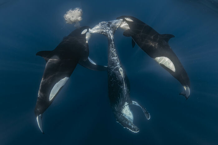 Three orcas surrounding a humpback whale in deep blue water, a stunning image from the Ocean Photographer Awards.