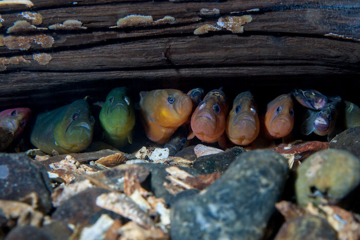 Several small fish peeking from under a log in an underwater scene, a stunning image from the Ocean Photographer Awards.