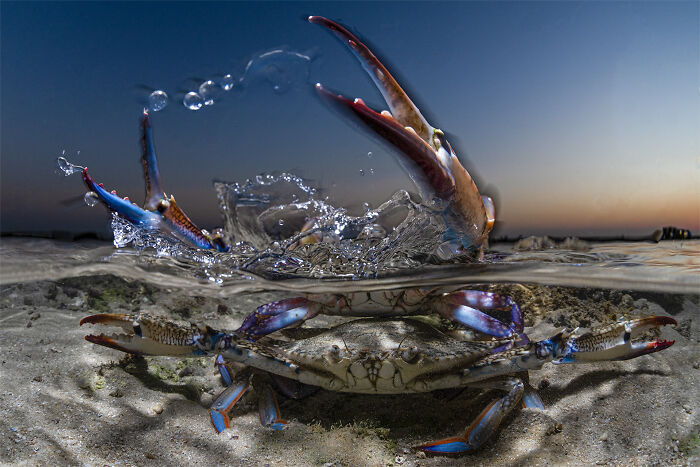 A split-level image of a crab partially submerged in water, capturing an action shot for the Ocean Photographer Awards.