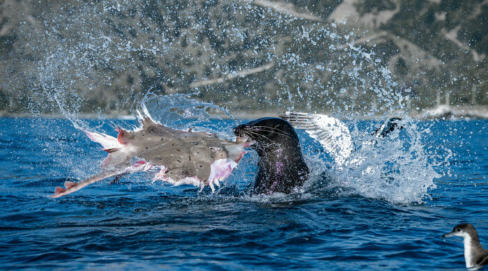 A fur seal violently shaking a fish, creating a large splash, from the Ocean Photographer of the Year Awards.