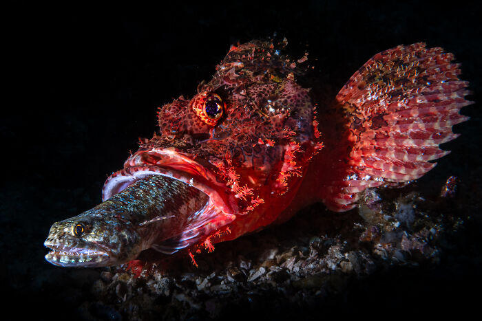 A vibrant red scorpionfish devouring a smaller fish, a compelling image from the Ocean Photographer of the Year Awards.