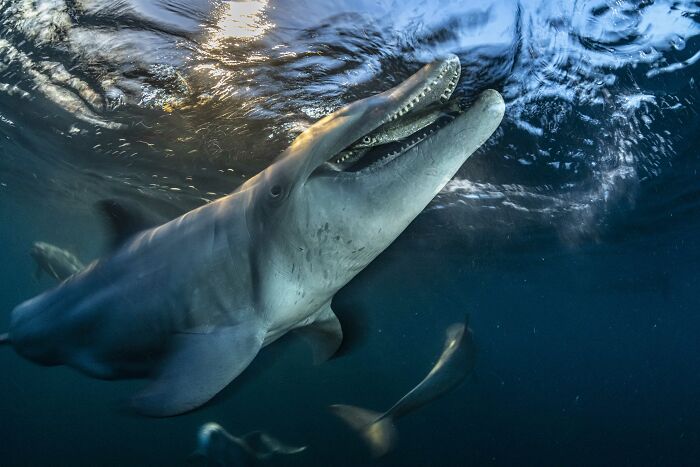 A dolphin with an open mouth, revealing teeth, swimming near the surface, from the Ocean Photographer of the Year Awards.