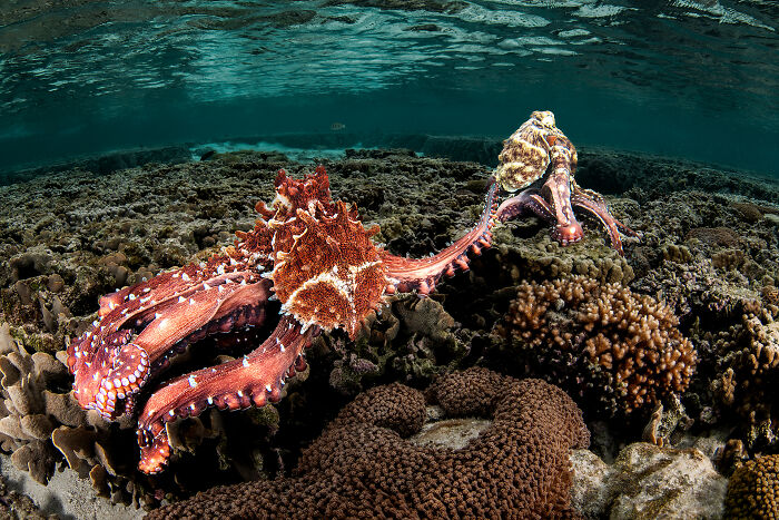 Two octopuses engaging in a dynamic interaction on the ocean floor, featured in the Ocean Photographer of the Year Awards.