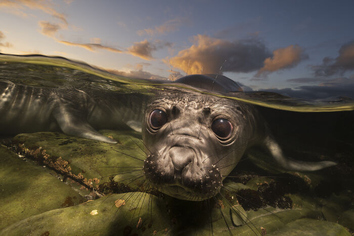 A Hawaiian monk seal pup peers above the water line, captured in the Ocean Photographer of the Year Awards.