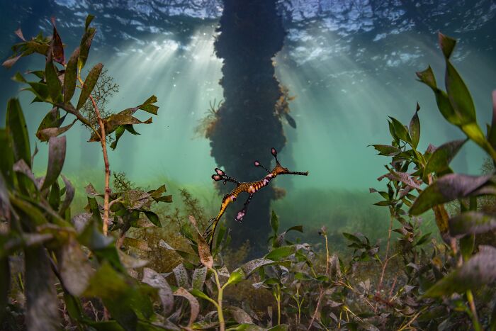 A delicate weedy sea dragon swims among marine plants under a pier, a stunning Ocean Photographer of the Year image.