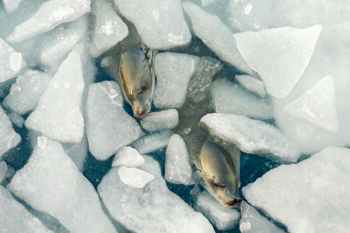 Two seals peeking out of a small opening in a field of broken ice, an Ocean Photographer of the Year image.