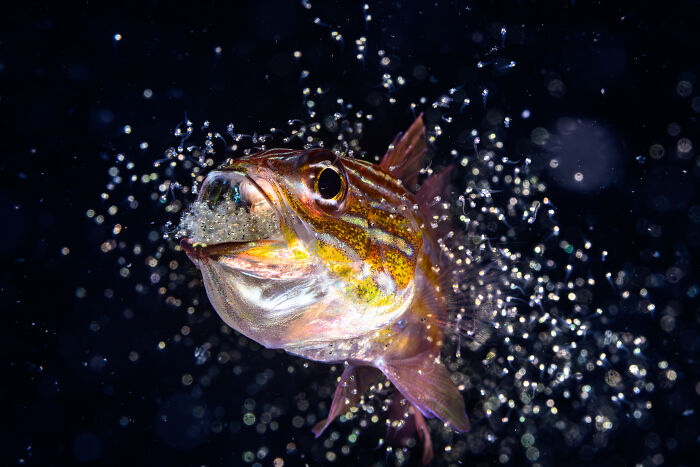 A fish with its mouth full of eggs, surrounded by tiny white particles, an Ocean Photographer of the Year image.
