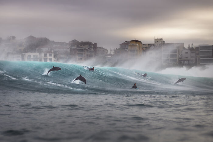 Several dolphins jumping out of a large ocean wave with surfers nearby, against a coastal background, an Ocean Photographer of the Year image.