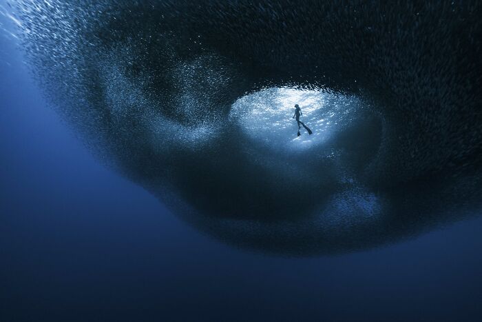 A lone swimmer is surrounded by a massive school of fish in the deep blue ocean, an amazing Ocean Photographer scene.