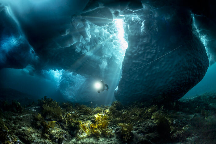 An underwater photographer captures stunning images of a diver exploring a vibrant kelp forest beneath an ice cave.