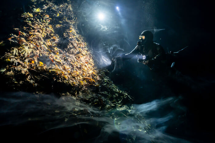 A diver with a flashlight illuminates a dense pile of leaves underwater, capturing stunning images for the Ocean Photographer of the Year Awards.