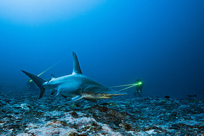 A majestic hammerhead shark swimming in deep blue ocean waters with divers in the background, a highlight of the Ocean Photographer of the Year Awards.
