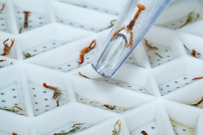 Close-up of small lobsters being handled with a clear tube in individual white compartments, part of the Ocean Photographer of the Year Awards.