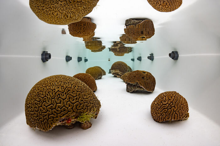 Underwater view of several brain corals inside a white tank, showcasing ocean photography from the Ocean Photographer of the Year Awards.