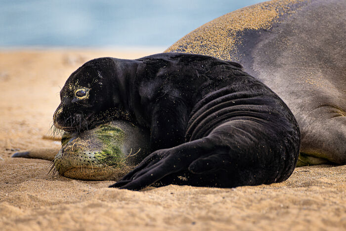 A baby seal pup resting on its mother on a sandy beach, a stunning image from the Ocean Photographer of the Year Awards.