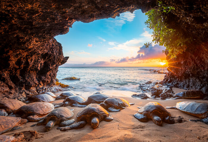 Sea turtles resting on a beach inside a cave, a stunning image from the Ocean Photographer of the Year Awards.