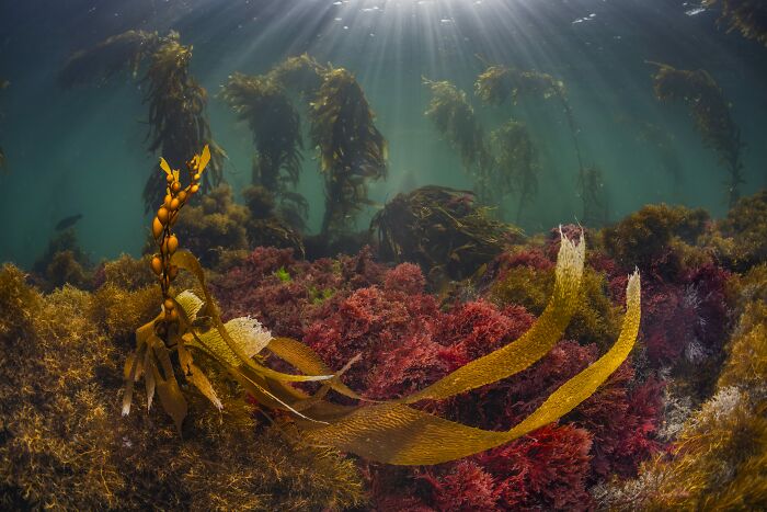 Sunlight streams into a vibrant underwater kelp forest, captured for the Ocean Photographer of the Year Awards.