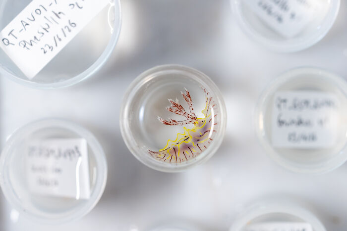 A small, colorful nudibranch in a clear container, part of the Ocean Photographer of the Year Awards.