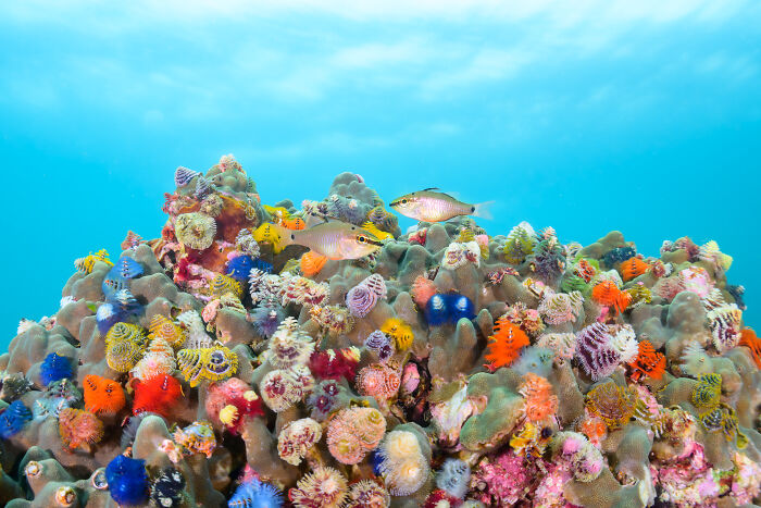 Two small fish swim above a coral reef teeming with colorful Christmas tree worms, a stunning Ocean Photographer of the Year Awards image.