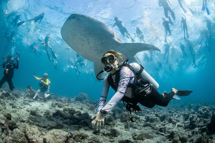A scuba diver observes a large whale shark underwater, surrounded by other swimmers, from the Ocean Photographer of the Year Awards.