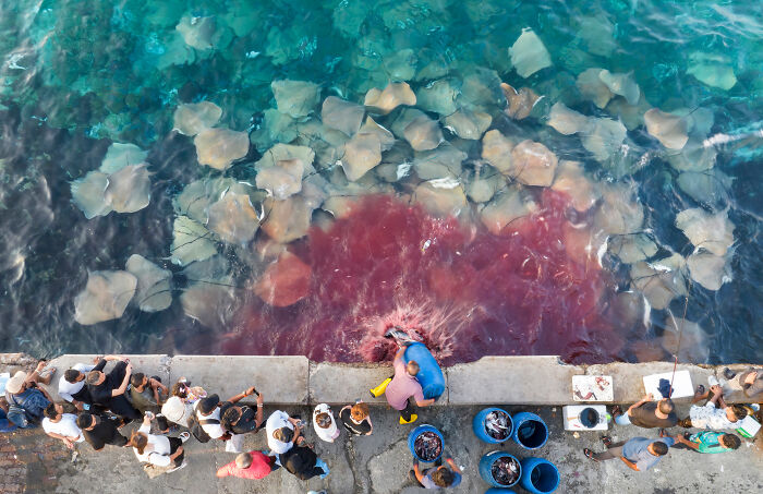 An aerial view of a crowd gathered on a pier as numerous stingrays swim in the clear blue ocean below, part of the Ocean Photographer of the Year Awards.