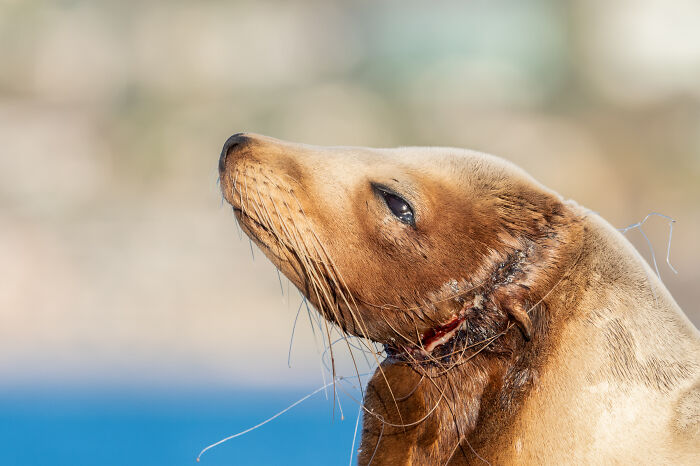 A sea lion with a net wrapped around its neck, a stunning image from the Ocean Photographer of the Year Awards.