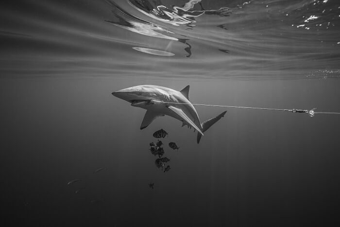 A shark swims gracefully underwater, followed by smaller fish, a breathtaking shot from the Ocean Photographer of the Year Awards.