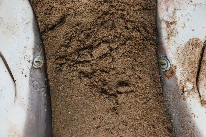 Two shark bodies, partially covered in sand, with their eyes visible, a striking scene from the Ocean Photographer of the Year Awards.