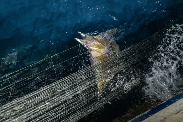 A large fish struggles in a fishing net, caught in the deep blue ocean, captured for the Ocean Photographer of the Year Awards.