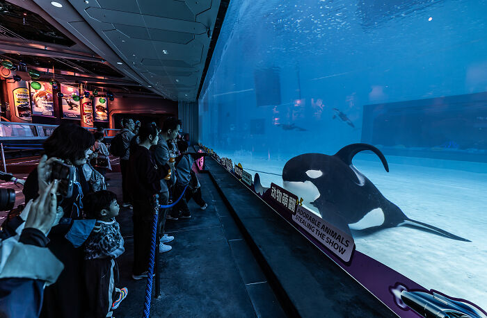 A majestic killer whale captivates an audience through a large aquarium window, a stunning moment from the Ocean Photographer of the Year Awards.