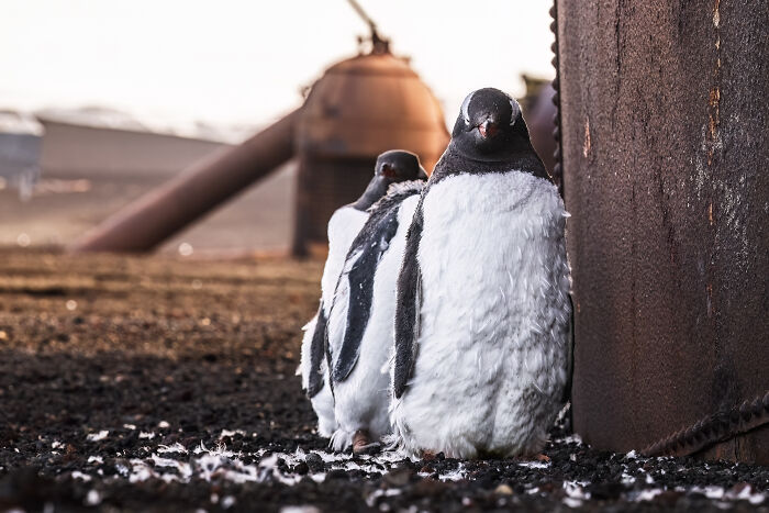 A group of penguins standing next to an old structure, a unique image from the Ocean Photographer of the Year Awards.